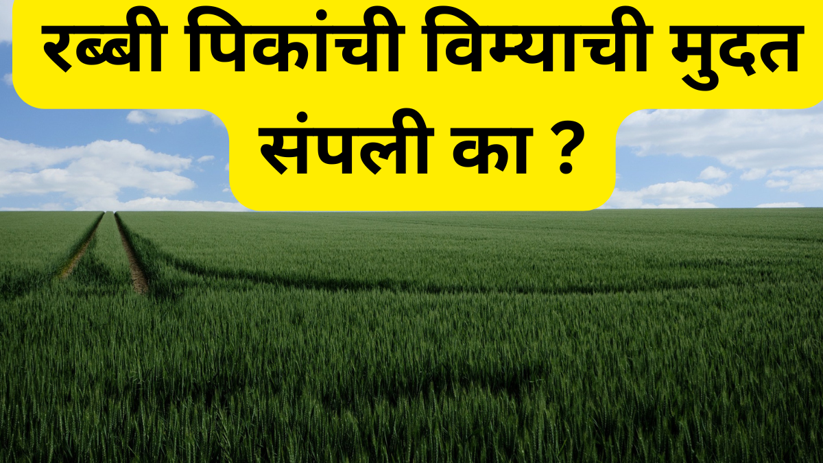 Rabi Crop Insurance